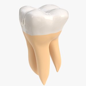 stylized human second molar 3D model