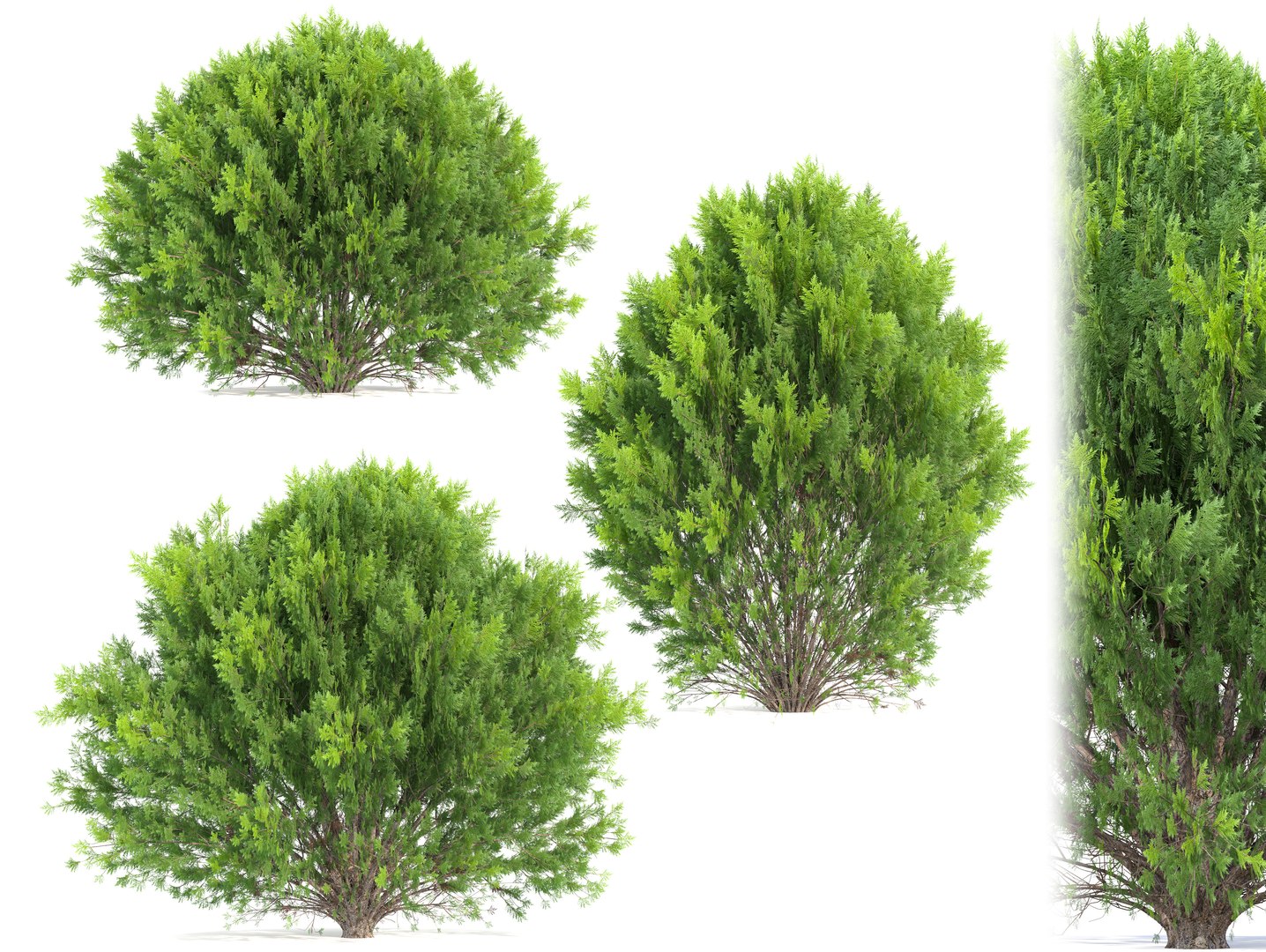 platycladus orientalis 03 3D model https://p.turbosquid.com/ts-thumb/xN/SMTiJB/2K/preview1cgt/jpg/1758432259/1920x1080/fit_q87/0cb31ae78482cac9839e740c10a36d367a574805/preview1cgt.jpg