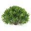 platycladus orientalis 03