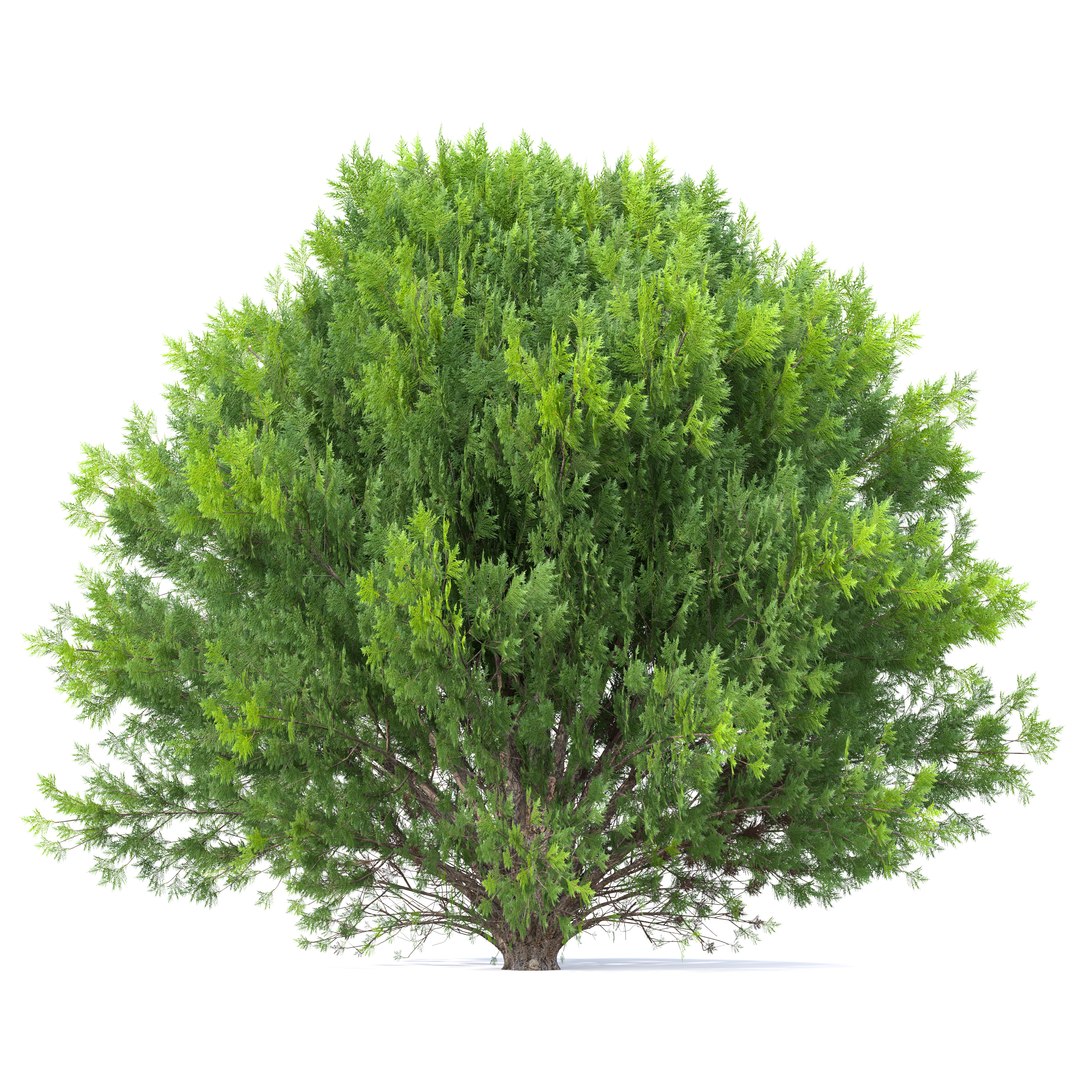 platycladus orientalis 03 3D model https://p.turbosquid.com/ts-thumb/xN/SMTiJB/Ps/preview2aawed/jpg/1758432259/1920x1080/fit_q87/77b0808a0b6ed49abdf196d9e498dddac4c2b64a/preview2aawed.jpg