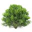platycladus orientalis 03