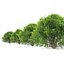 platycladus orientalis 03