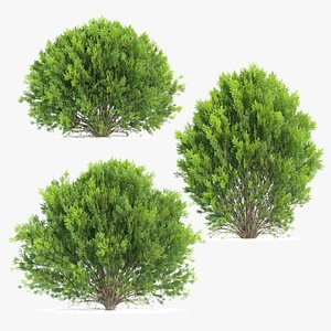 platycladus orientalis 03 3D model