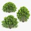 platycladus orientalis 03