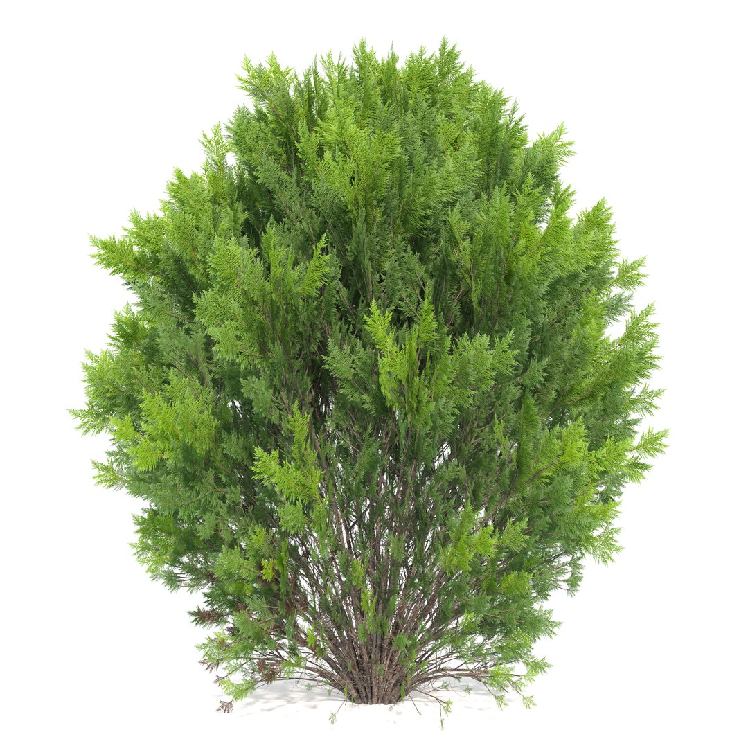 platycladus orientalis 03 3D model https://p.turbosquid.com/ts-thumb/xN/SMTiJB/fW/preview3aawed/jpg/1758432258/1920x1080/fit_q87/3216cad40a355287bd018adbfa4b3ab864185fa4/preview3aawed.jpg