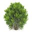 platycladus orientalis 03