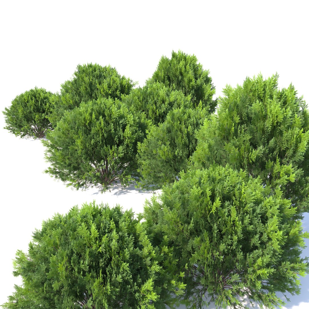 platycladus orientalis 03 3D model https://p.turbosquid.com/ts-thumb/xN/SMTiJB/ho/preview5aawed/jpg/1758432263/1920x1080/fit_q87/66130a8011bb506598380d3b41de37c6dbb62ffe/preview5aawed.jpg