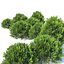 platycladus orientalis 03