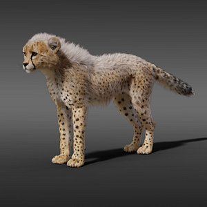 3D young cheetah fur