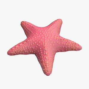 3D Pink Starfish model
