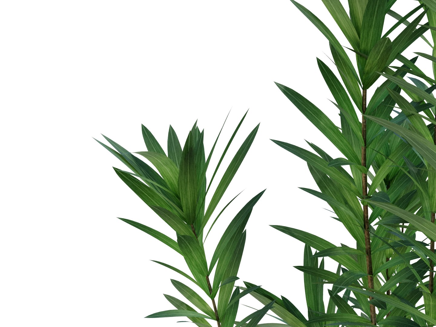 3D dracaena reflexa https://p.turbosquid.com/ts-thumb/xN/fDlucm/2G/dracaenareflexarender05/jpg/1700569026/1920x1080/fit_q87/ab55942aee8d9aa155d5c4a4effe98f4cbf8de5c/dracaenareflexarender05.jpg