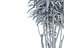 DRACAENA REFLEXA