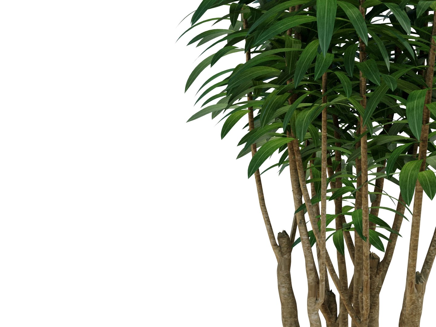 3D dracaena reflexa https://p.turbosquid.com/ts-thumb/xN/fDlucm/U0/dracaenareflexarender04/jpg/1700569024/1920x1080/fit_q87/d63d4c55b737296cea74fcb8da1060b4ceaea568/dracaenareflexarender04.jpg