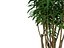 DRACAENA REFLEXA