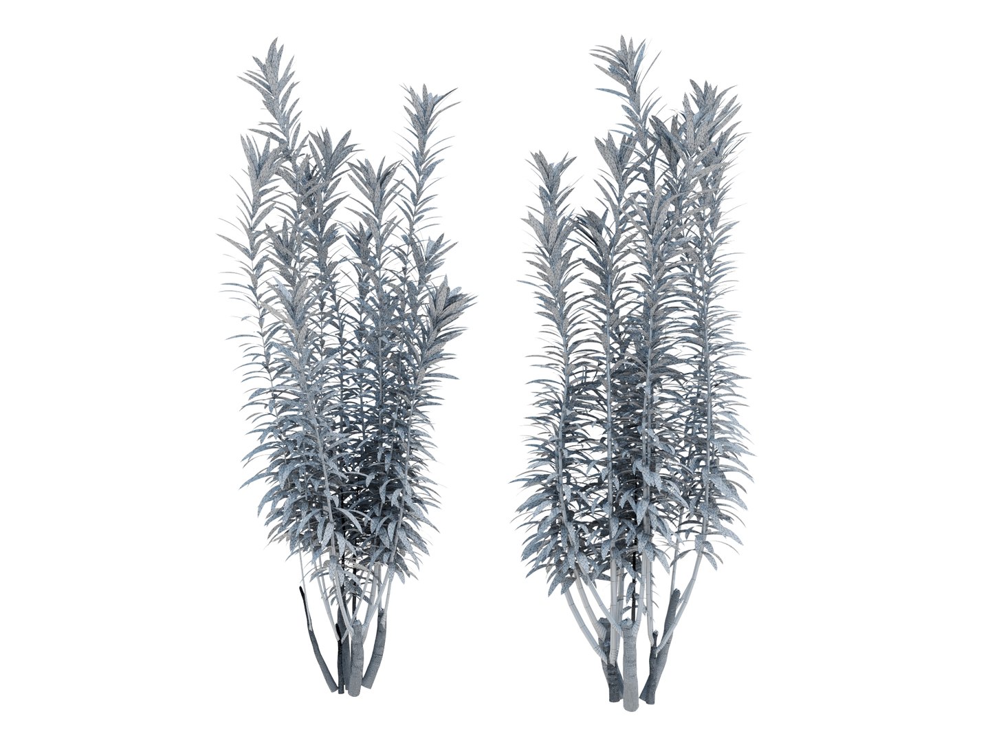 3D dracaena reflexa https://p.turbosquid.com/ts-thumb/xN/fDlucm/bk/dracaenareflexarender02wire/jpg/1700569022/1920x1080/fit_q87/2dbc5317de304be6dd9d783a8fa6d5d706730c62/dracaenareflexarender02wire.jpg