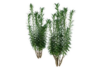 3D dracaena reflexa