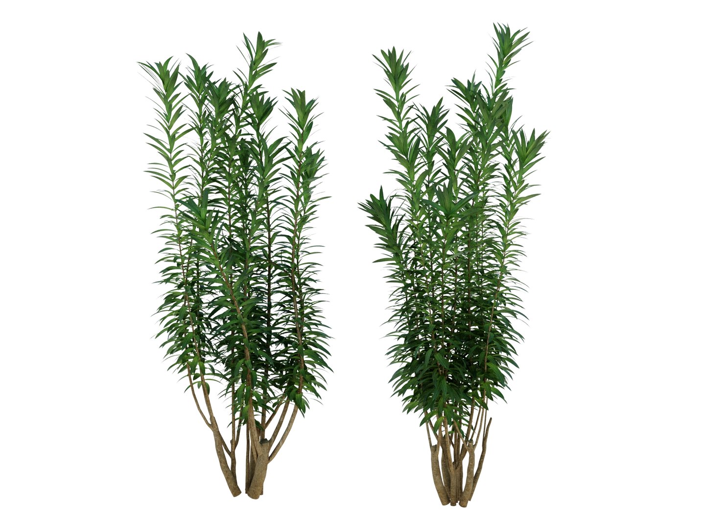 3D dracaena reflexa https://p.turbosquid.com/ts-thumb/xN/fDlucm/eV/dracaenareflexarender03/jpg/1700569024/1920x1080/fit_q87/5e05becb09ff851ed1555a9813f6a5d330e845ec/dracaenareflexarender03.jpg
