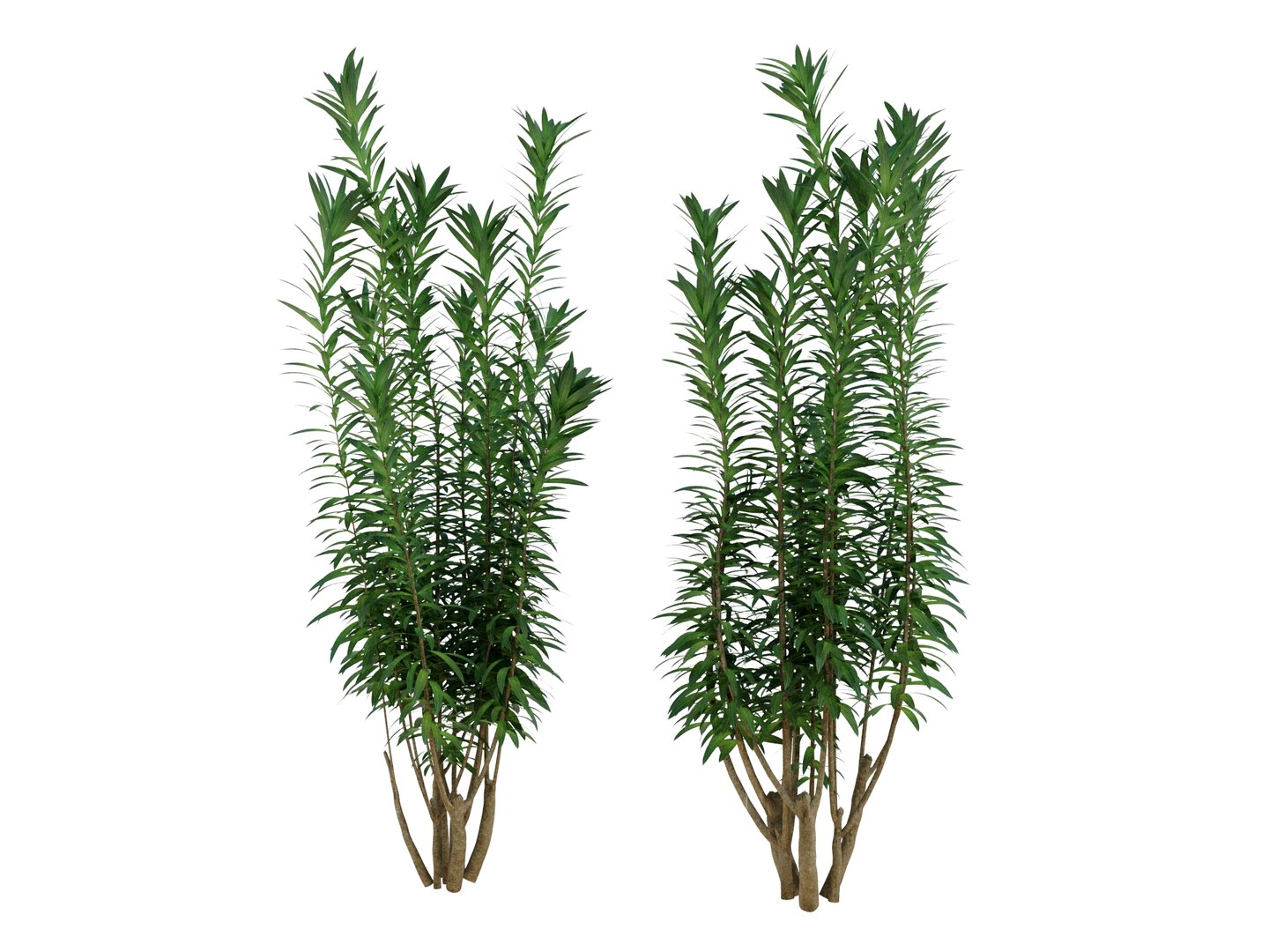 3D dracaena reflexa https://p.turbosquid.com/ts-thumb/xN/fDlucm/rs/dracaenareflexarender02/jpg/1700569023/1920x1080/fit_q87/e8e886292225527a5ddc86290bec6721fde53f45/dracaenareflexarender02.jpg