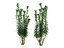 DRACAENA REFLEXA