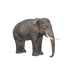 3d model elephant asian