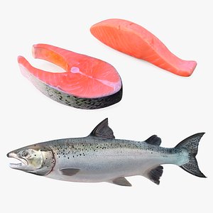 Salmons  Collection 3D model