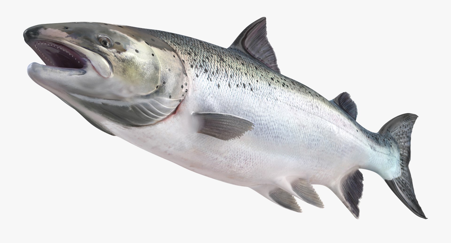 Salmons  Collection 3D model https://p.turbosquid.com/ts-thumb/xN/o3BZ6W/91/salmonscollection3dmodel008/jpg/1659020156/1920x1080/fit_q87/541a99c2fcea6561a601034f0e294503a34128c7/salmonscollection3dmodel008.jpg