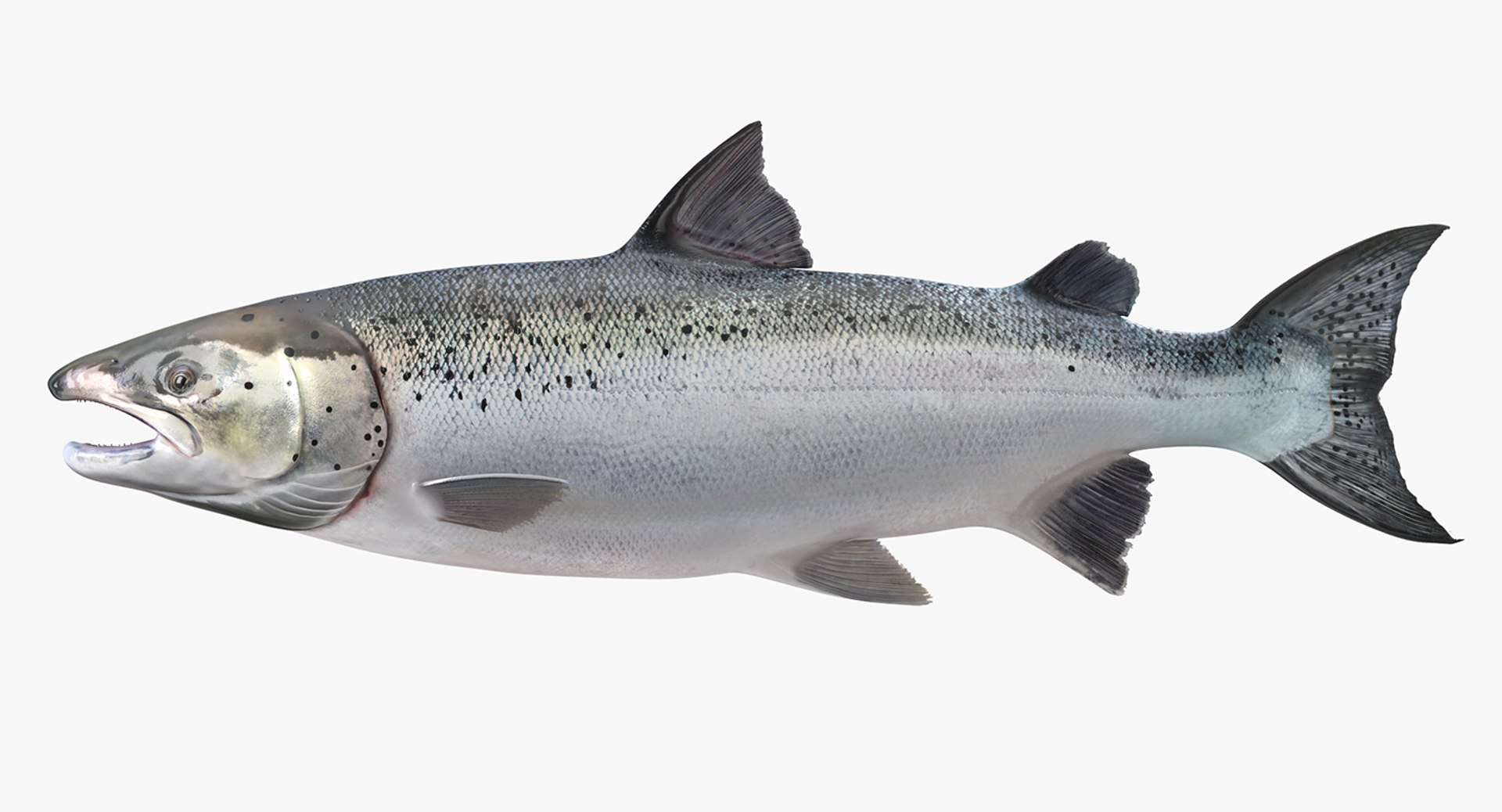Salmons  Collection 3D model https://p.turbosquid.com/ts-thumb/xN/o3BZ6W/dv/salmonscollection3dmodel005/jpg/1659020146/1920x1080/fit_q87/f56ad8280da9b5b9acdbd921a88a6dbf422e0ecf/salmonscollection3dmodel005.jpg