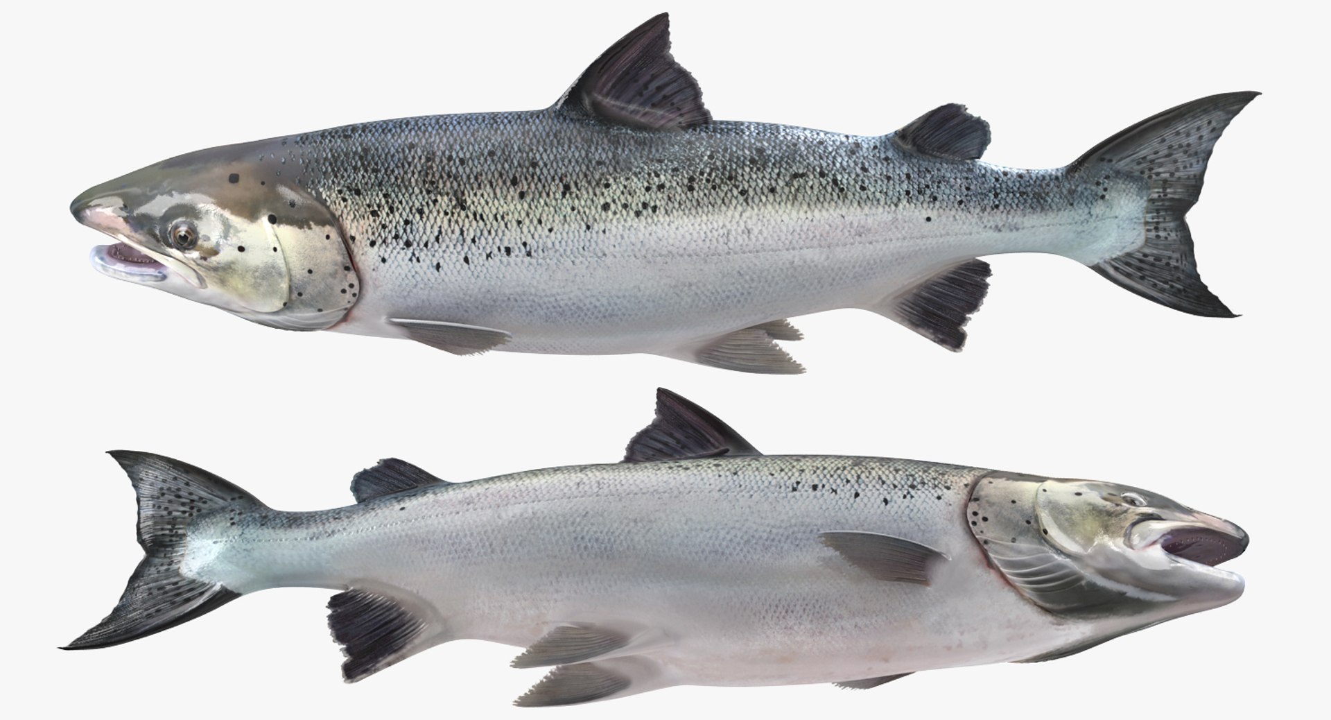 Salmons  Collection 3D model https://p.turbosquid.com/ts-thumb/xN/o3BZ6W/kh/salmonscollection3dmodel003/jpg/1659020140/1920x1080/fit_q87/7f4a7247f2017b4a5f1815f74289be694e569500/salmonscollection3dmodel003.jpg