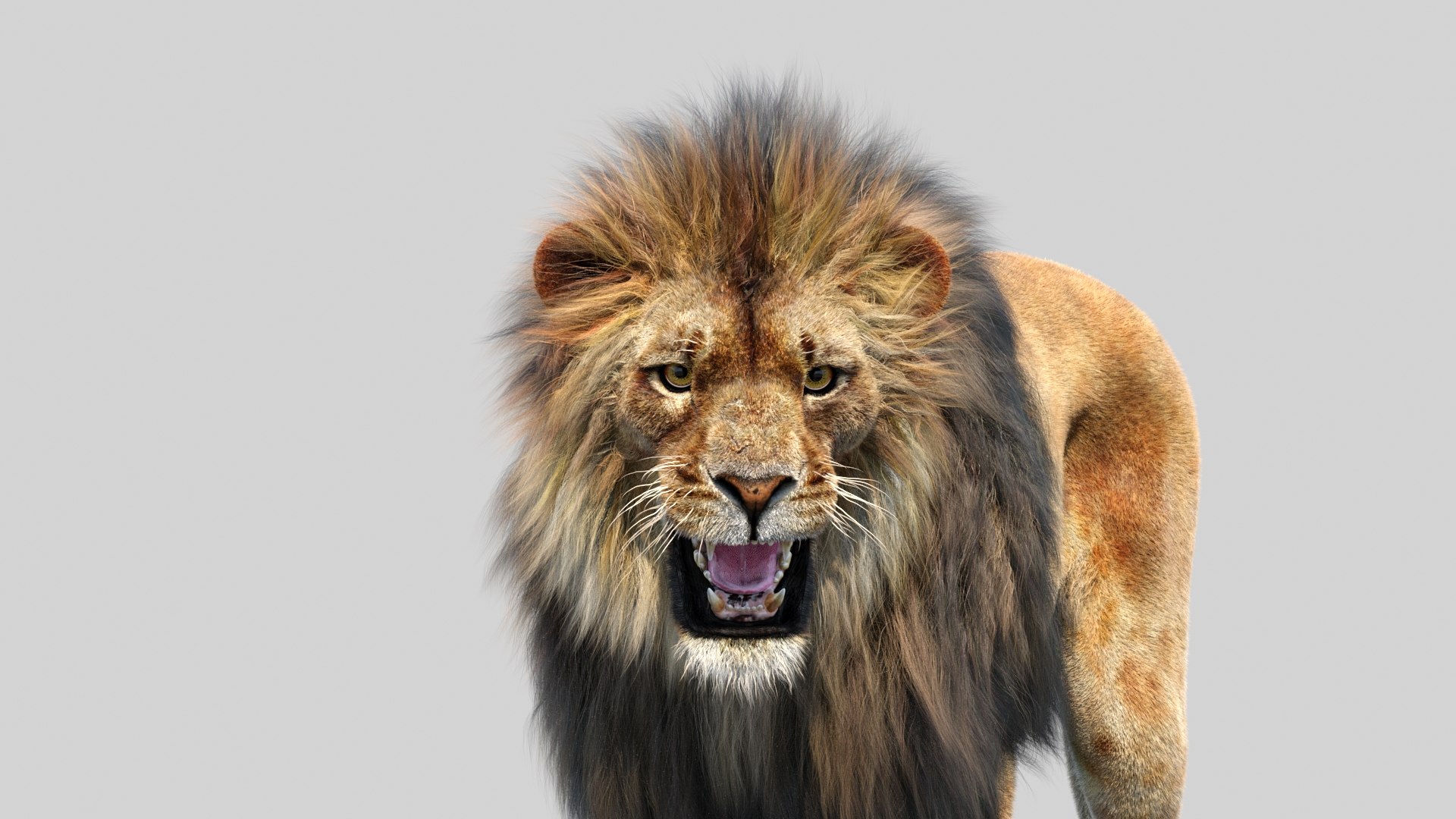 lion 2 fur cat 3d model https://p.turbosquid.com/ts-thumb/xN/rsHCmh/Ah/lion3dmodelfurarnold17/jpg/1663183764/1920x1080/fit_q87/53cdb6b07f6b4016eaf39d4724ff12f0a4f76094/lion3dmodelfurarnold17.jpg