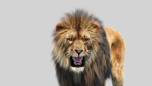 lion 2 fur cat 3d model