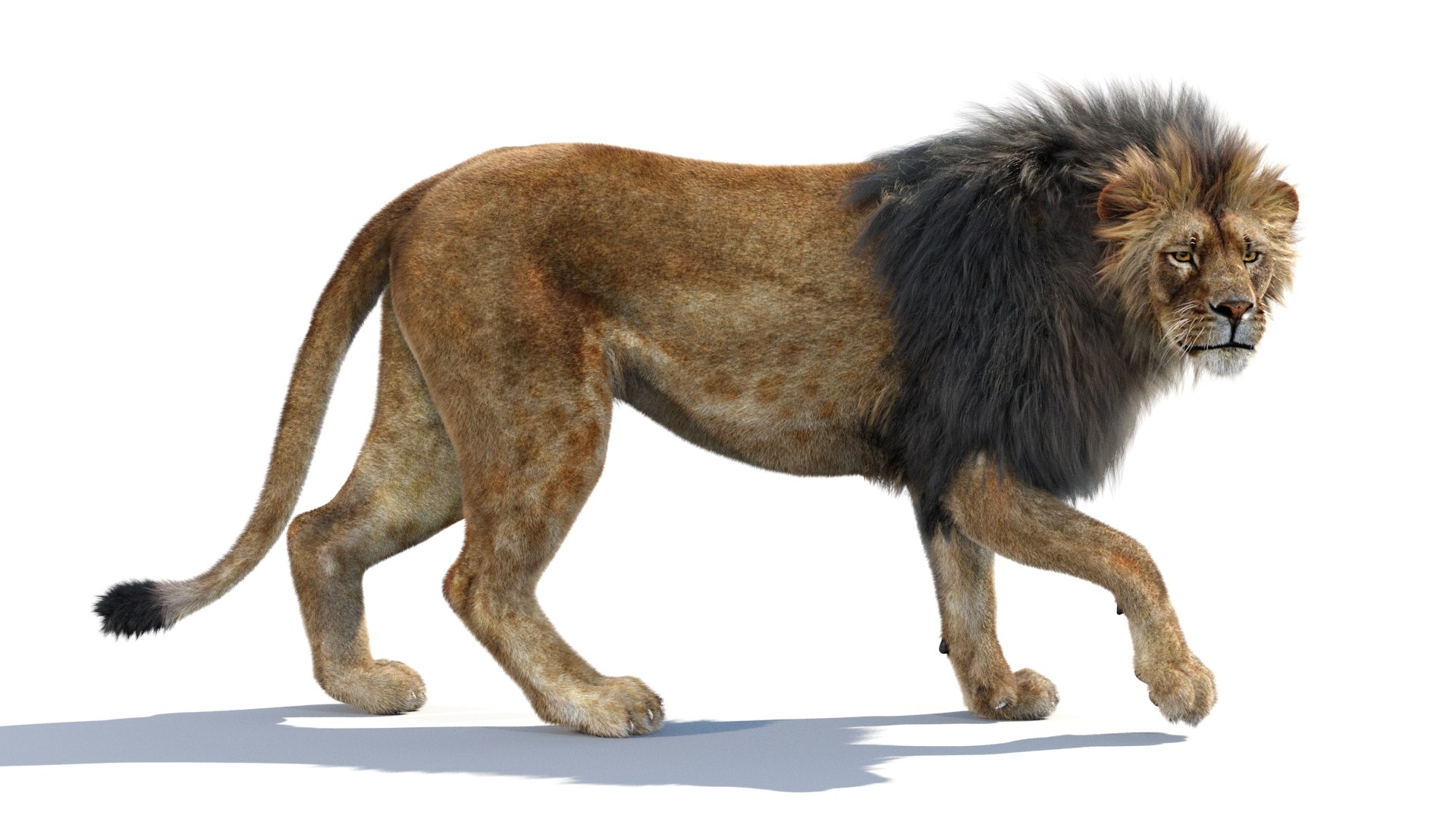 lion 2 fur cat 3d model https://p.turbosquid.com/ts-thumb/xN/rsHCmh/FT/lion3dmodelfurarnold11/jpg/1663166331/1920x1080/fit_q87/1e0ed7b0b7afc868c050e1897288ceace3c7e399/lion3dmodelfurarnold11.jpg