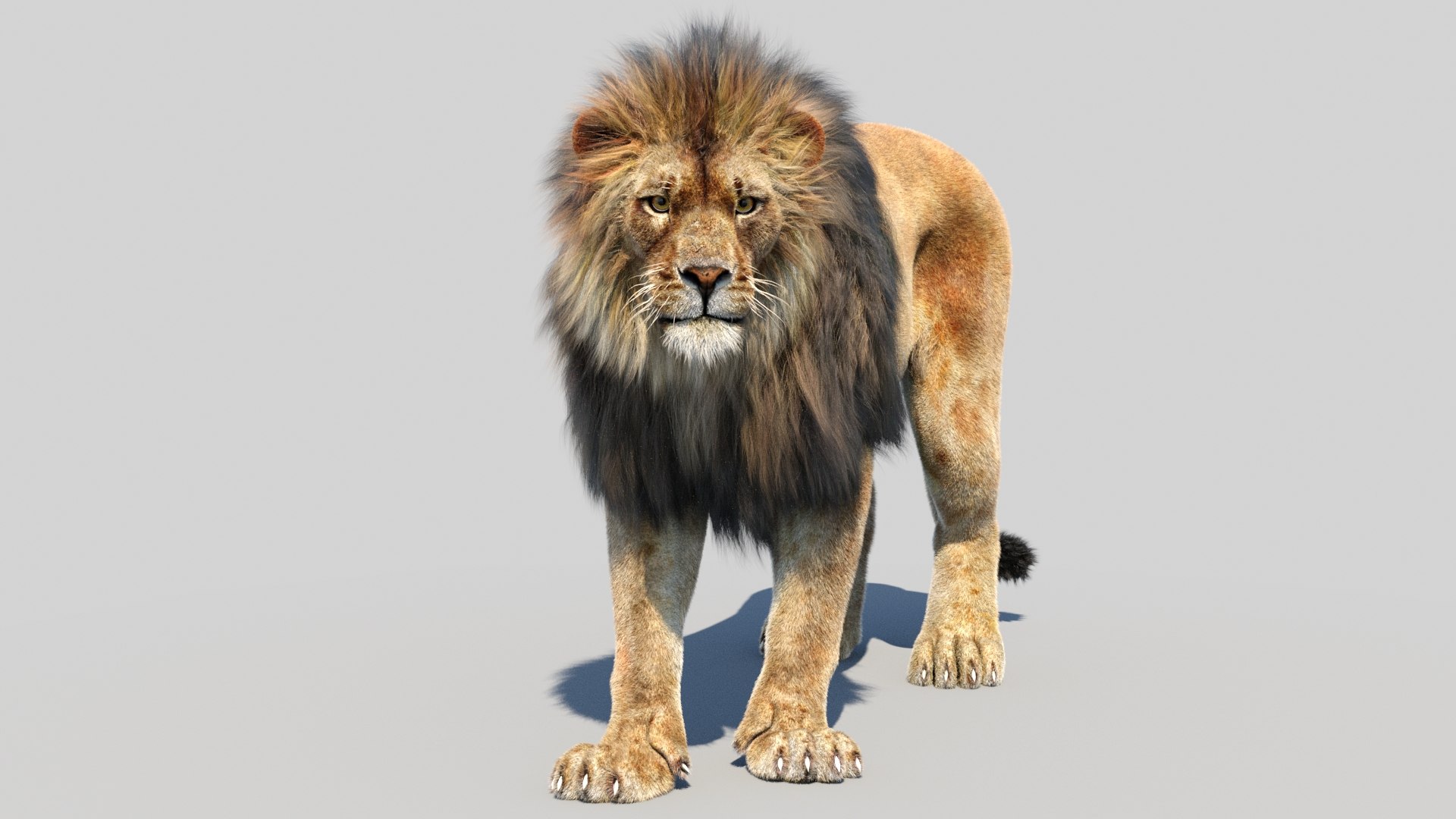 lion 2 fur cat 3d model https://p.turbosquid.com/ts-thumb/xN/rsHCmh/MW/lion3dmodelfurarnold04/jpg/1663018262/1920x1080/fit_q87/0873b87e8dfae678dcea101b20ab67759b9fed63/lion3dmodelfurarnold04.jpg