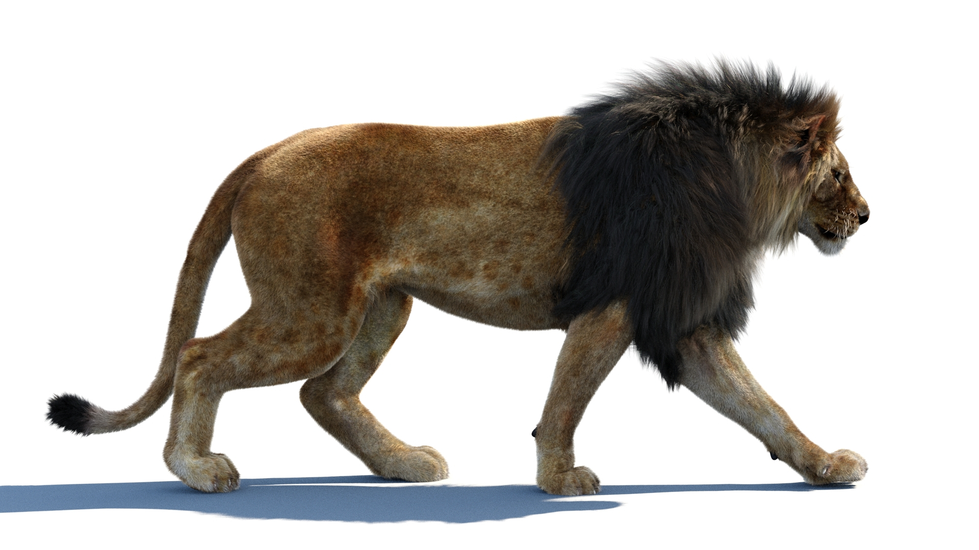 lion 2 fur cat 3d model https://p.turbosquid.com/ts-thumb/xN/rsHCmh/QR/lionwalkcycle/jpg/1662926390/1920x1080/turn_fit_q99/882c174ddca75ffe4e49008380b5556d026f1d83/lionwalkcycle-1.jpg
