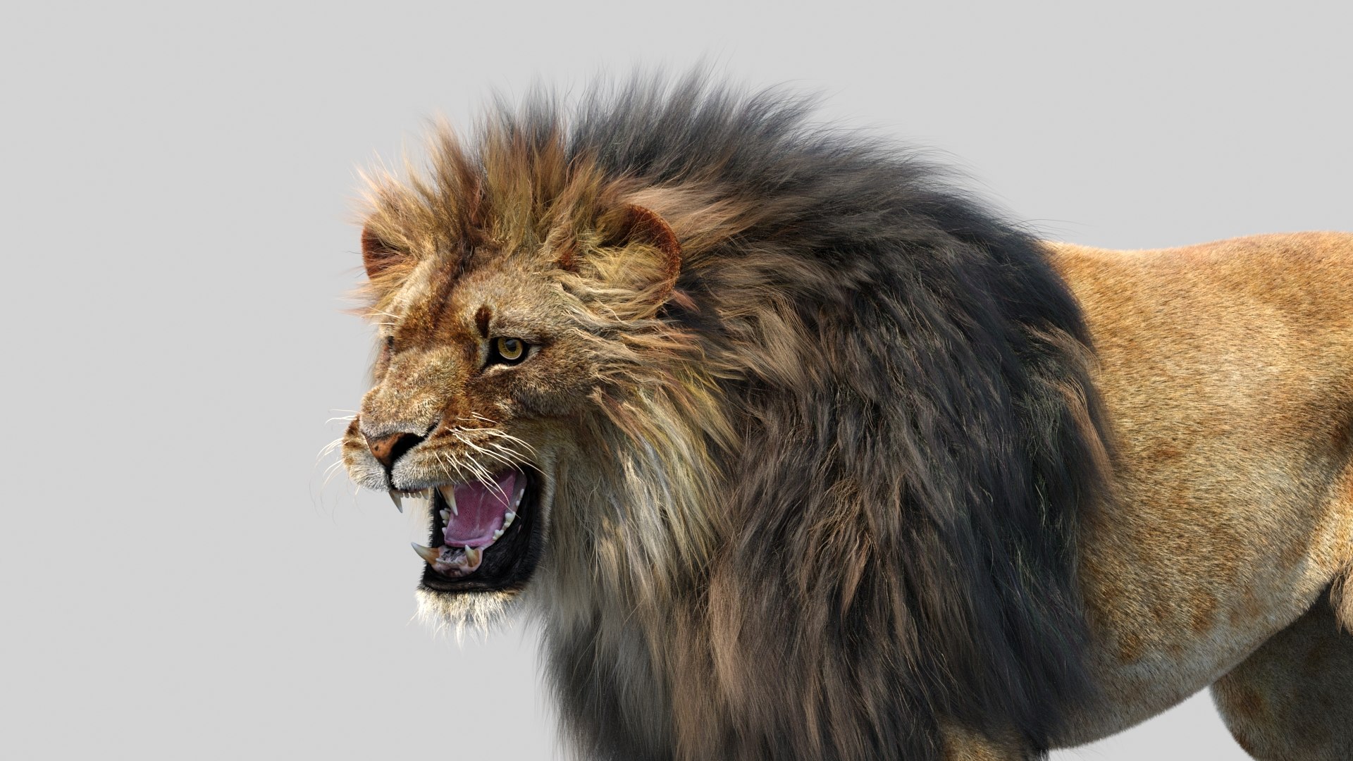 lion 2 fur cat 3d model https://p.turbosquid.com/ts-thumb/xN/rsHCmh/Qm/lion3dmodelfurarnold16/jpg/1663183763/1920x1080/fit_q87/41493edb2efd8438f635aaec3109f81fb1ade23b/lion3dmodelfurarnold16.jpg