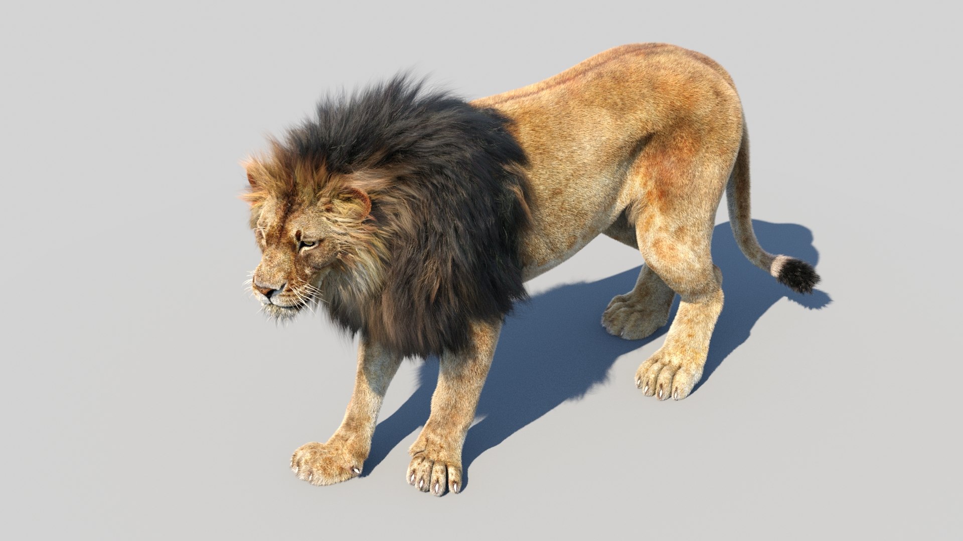 lion 2 fur cat 3d model https://p.turbosquid.com/ts-thumb/xN/rsHCmh/S8/lion3dmodelfurarnold14/jpg/1663180260/1920x1080/fit_q87/006d39d111789db3dc5fa58aa1eb425f97331783/lion3dmodelfurarnold14.jpg
