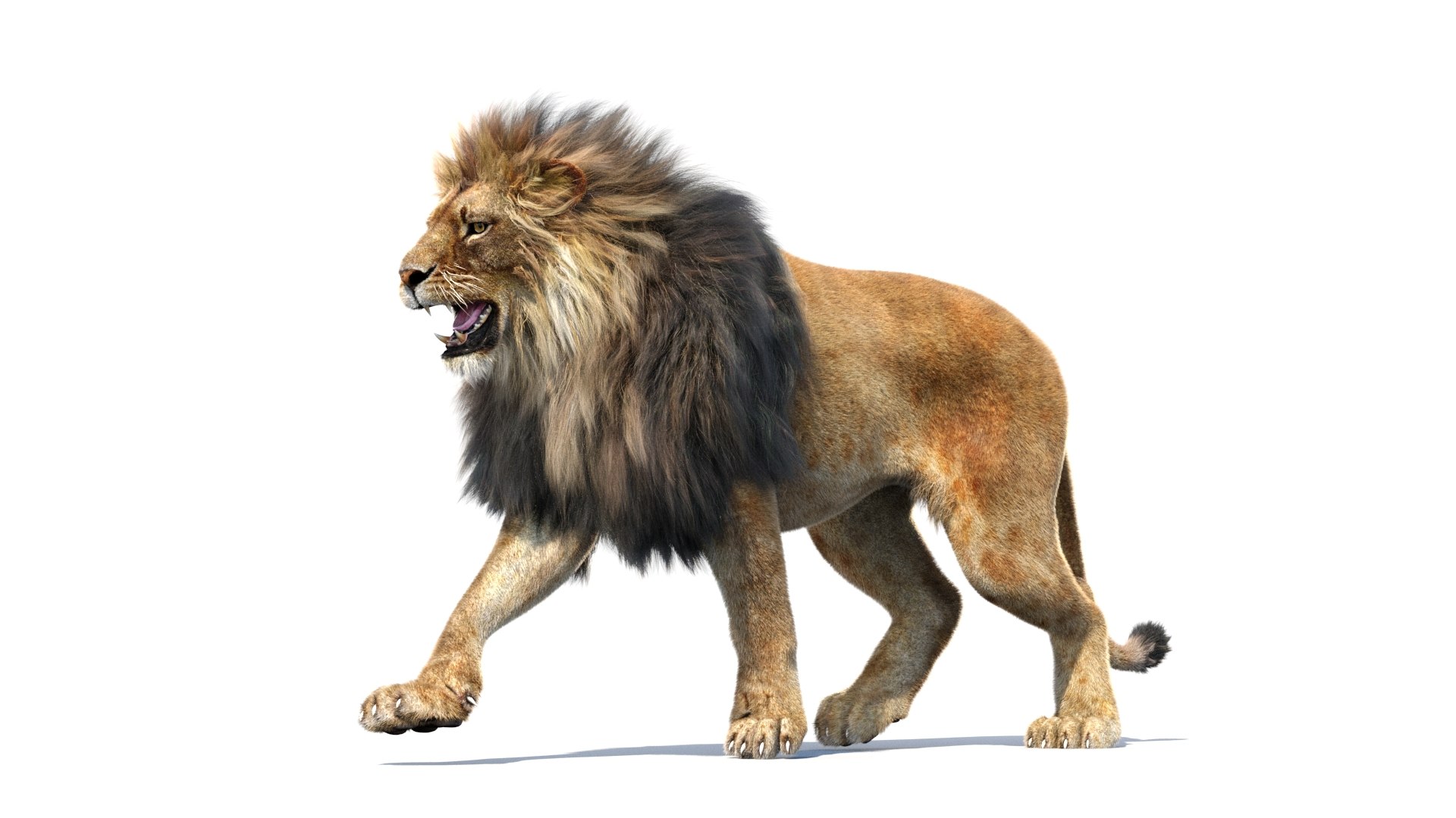 lion 2 fur cat 3d model https://p.turbosquid.com/ts-thumb/xN/rsHCmh/SG/lion3dmodelfurarnold07/jpg/1663180305/1920x1080/fit_q87/57b378e0154cb400ee4260fb418f461217ef7259/lion3dmodelfurarnold07.jpg