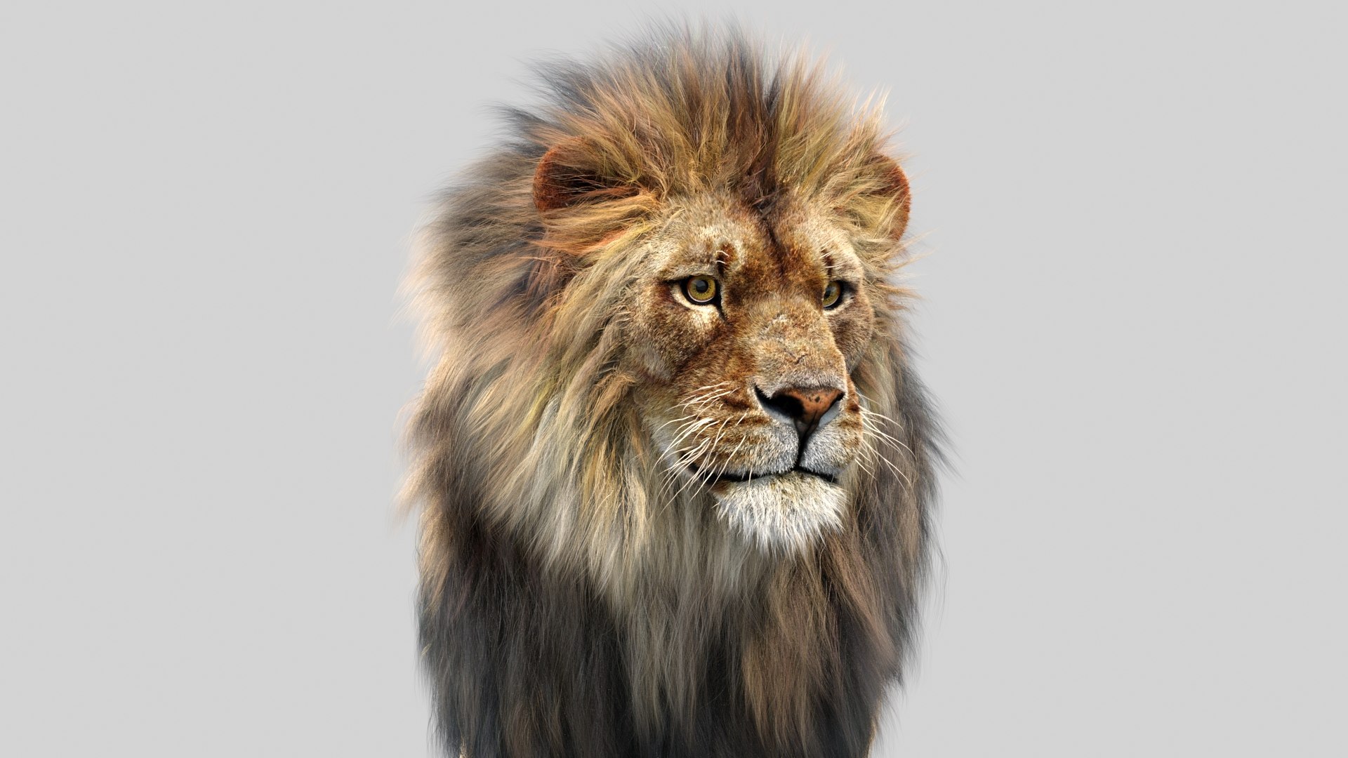 lion 2 fur cat 3d model https://p.turbosquid.com/ts-thumb/xN/rsHCmh/Sl/lion3dmodelfurarnold18/jpg/1663613813/1920x1080/fit_q87/33bfc54a4b2a8d4e13210a456700f11a0b2c96d7/lion3dmodelfurarnold18.jpg