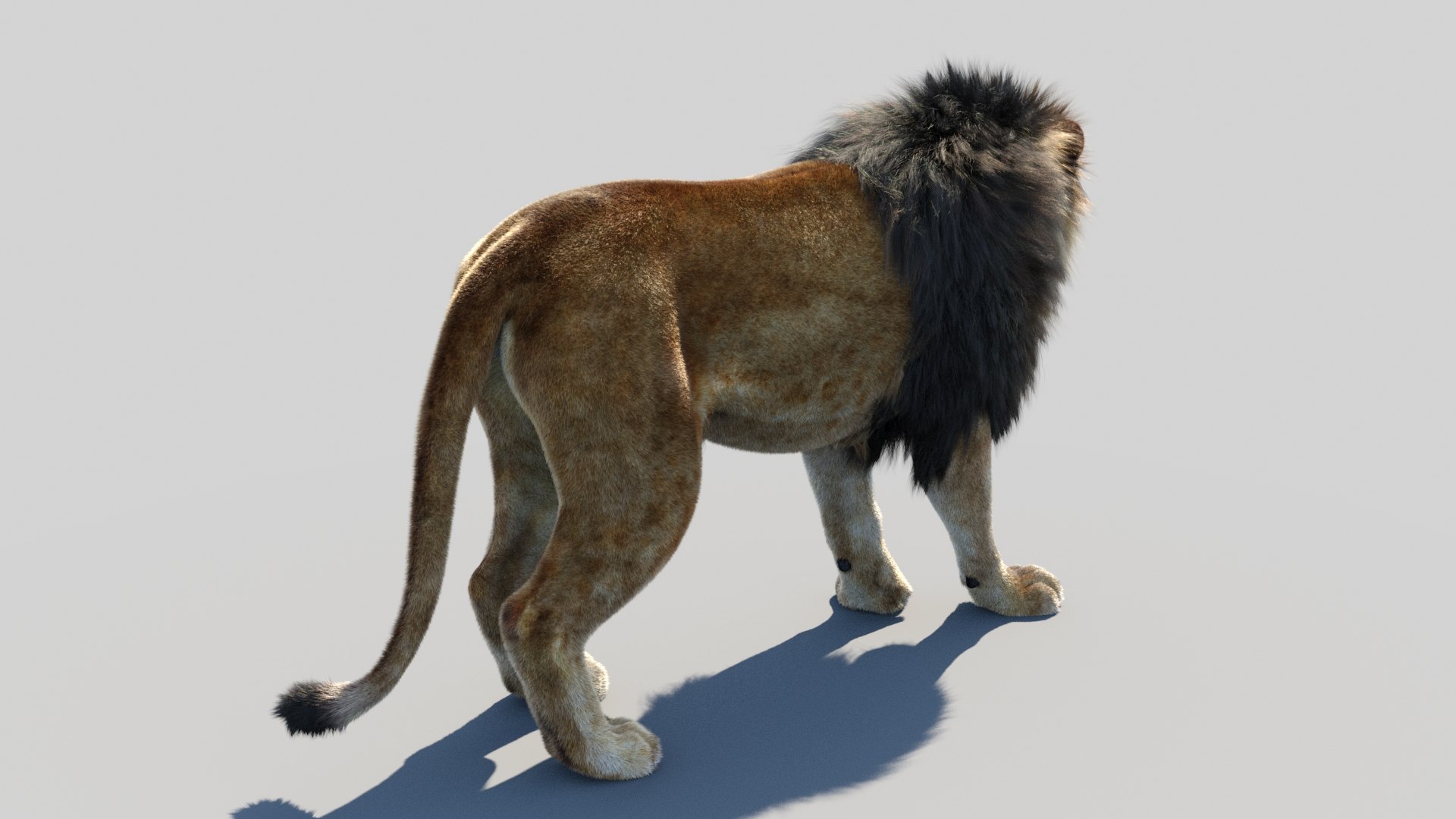 lion 2 fur cat 3d model https://p.turbosquid.com/ts-thumb/xN/rsHCmh/Za/lion3dmodelfurarnold15/jpg/1663183762/1920x1080/fit_q87/e4013fb80b88de7b5a57d469189e584fff8ef460/lion3dmodelfurarnold15.jpg