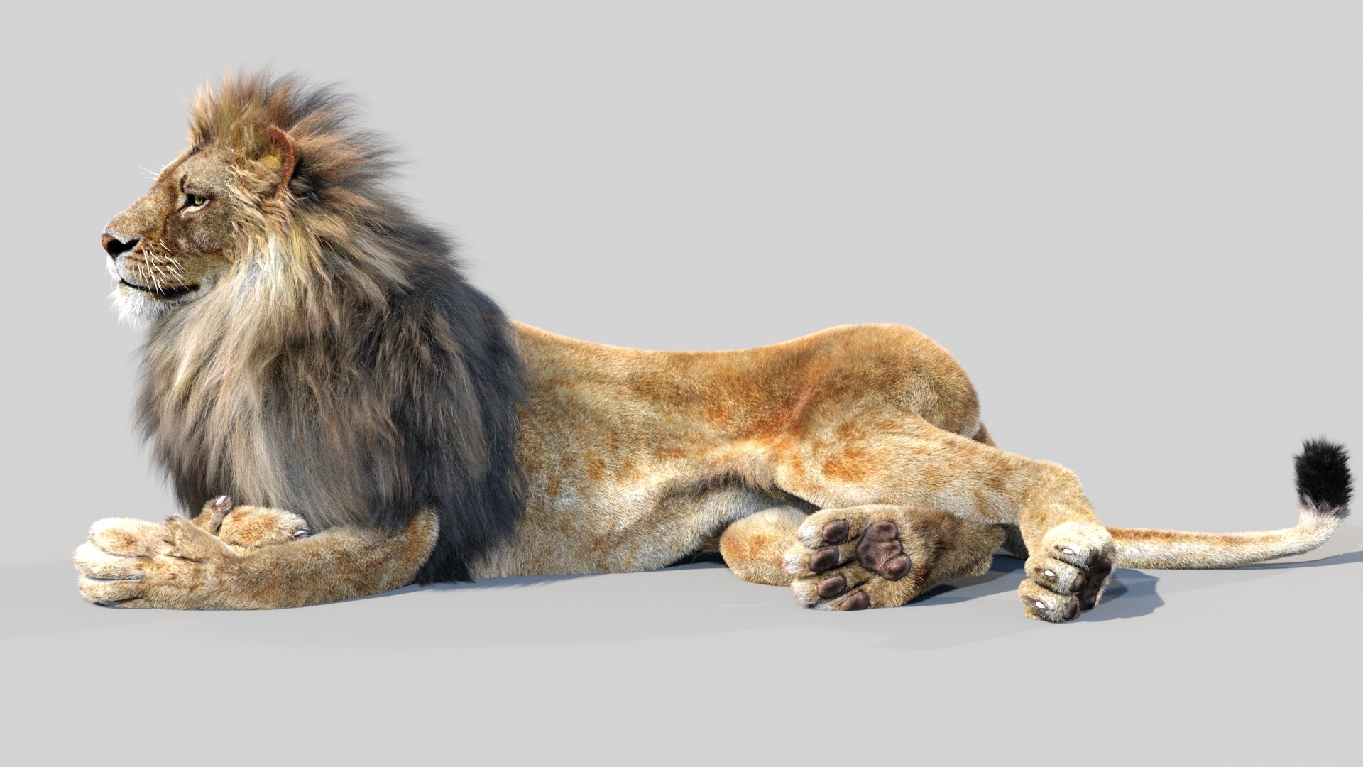 lion 2 fur cat 3d model https://p.turbosquid.com/ts-thumb/xN/rsHCmh/fC/lion3dmodelfurarnold10/jpg/1663166330/1920x1080/fit_q87/6ac01c58a599affa27a67415e3978cab5d9e654b/lion3dmodelfurarnold10.jpg