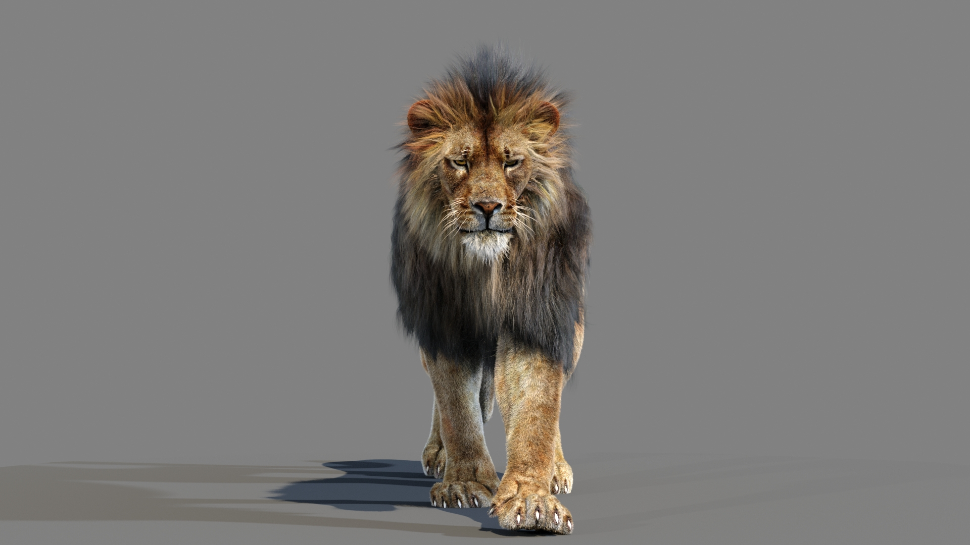 lion 2 fur cat 3d model https://p.turbosquid.com/ts-thumb/xN/rsHCmh/g9/lionwalkcyclefrontview/jpg/1663062861/1920x1080/turn_fit_q99/f9f9463954e773c3c47b54ec42df89d85eef31e1/lionwalkcyclefrontview-1.jpg