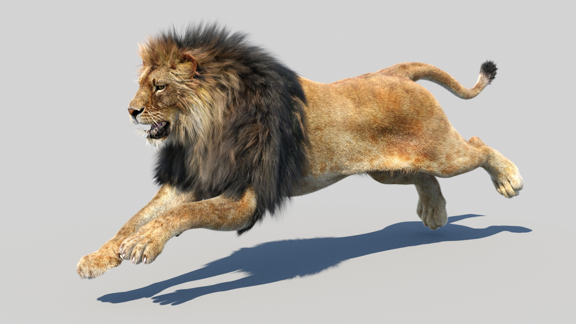 lion 2 fur cat 3d model https://p.turbosquid.com/ts-thumb/xN/rsHCmh/gG/lionruncycle/jpg/1663790105/1920x1080/turn_fit_q99/348ce7b8cab04f63fd5ed7fcc1fe28b40e802105/lionruncycle-1.jpg