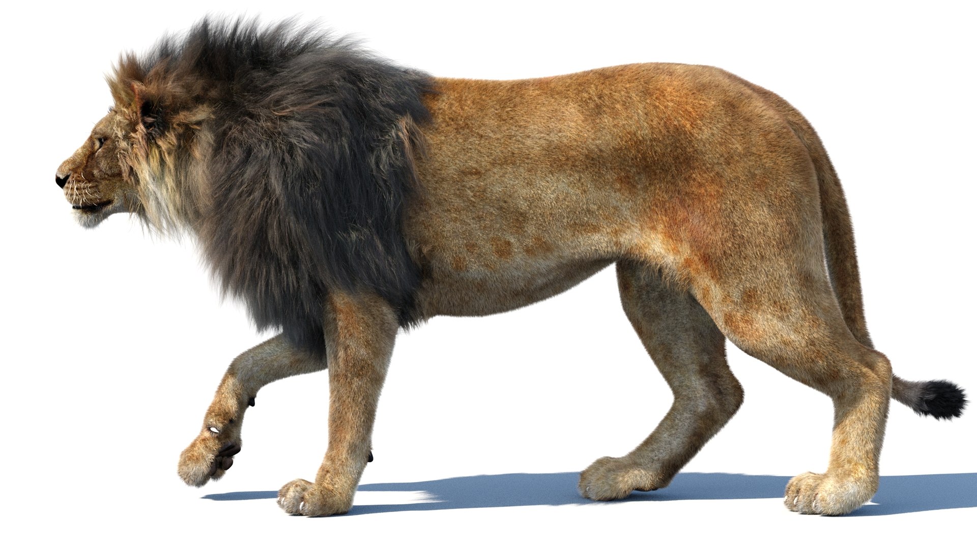 lion 2 fur cat 3d model https://p.turbosquid.com/ts-thumb/xN/rsHCmh/kb/lion3dmodelfurarnold13/jpg/1663166332/1920x1080/fit_q87/c093804b16f63ca31dc2c22ee2a411a39440efcd/lion3dmodelfurarnold13.jpg