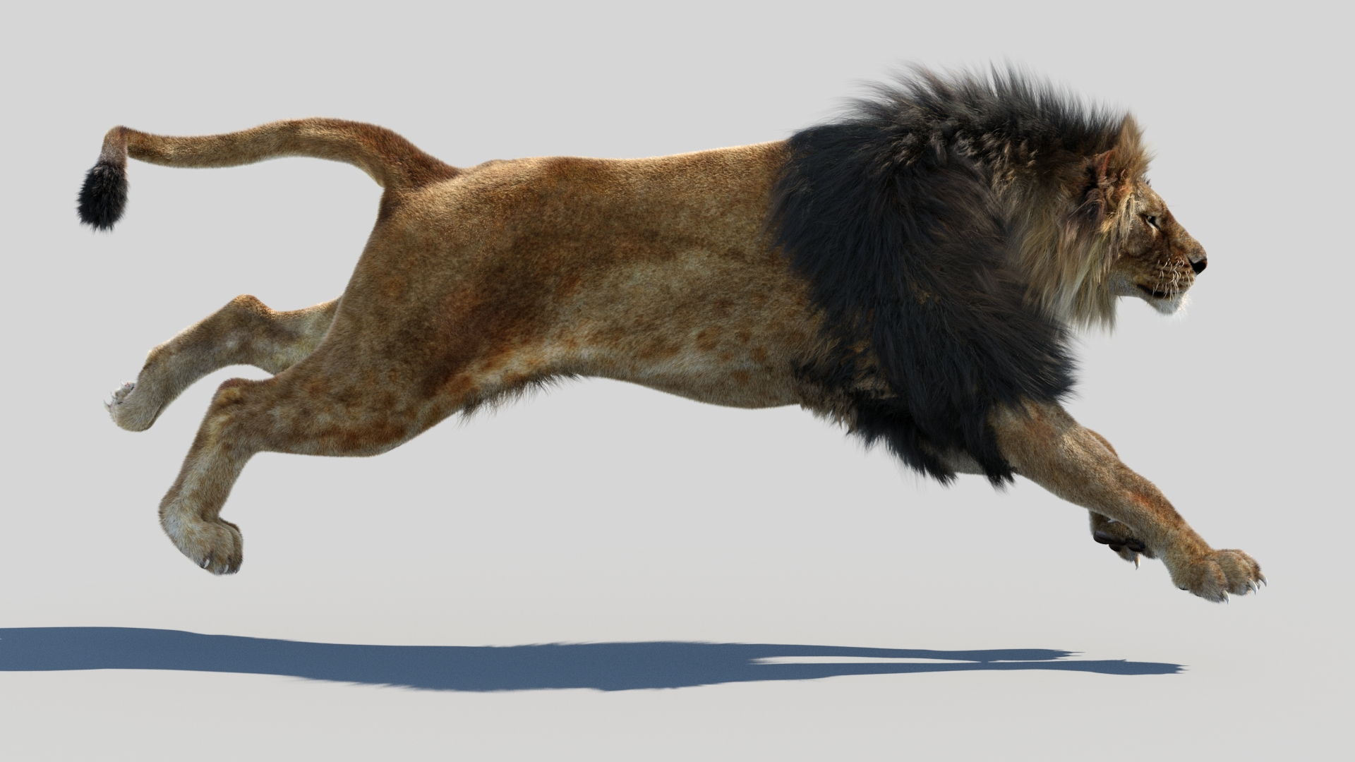 lion 2 fur cat 3d model https://p.turbosquid.com/ts-thumb/xN/rsHCmh/sA/animatedlionfurruncycle/jpg/1742235323/1920x1080/turn_fit_q99/b15f542eb47fcd8c48b80ad96ba4ff3bd54f1d90/animatedlionfurruncycle-1.jpg