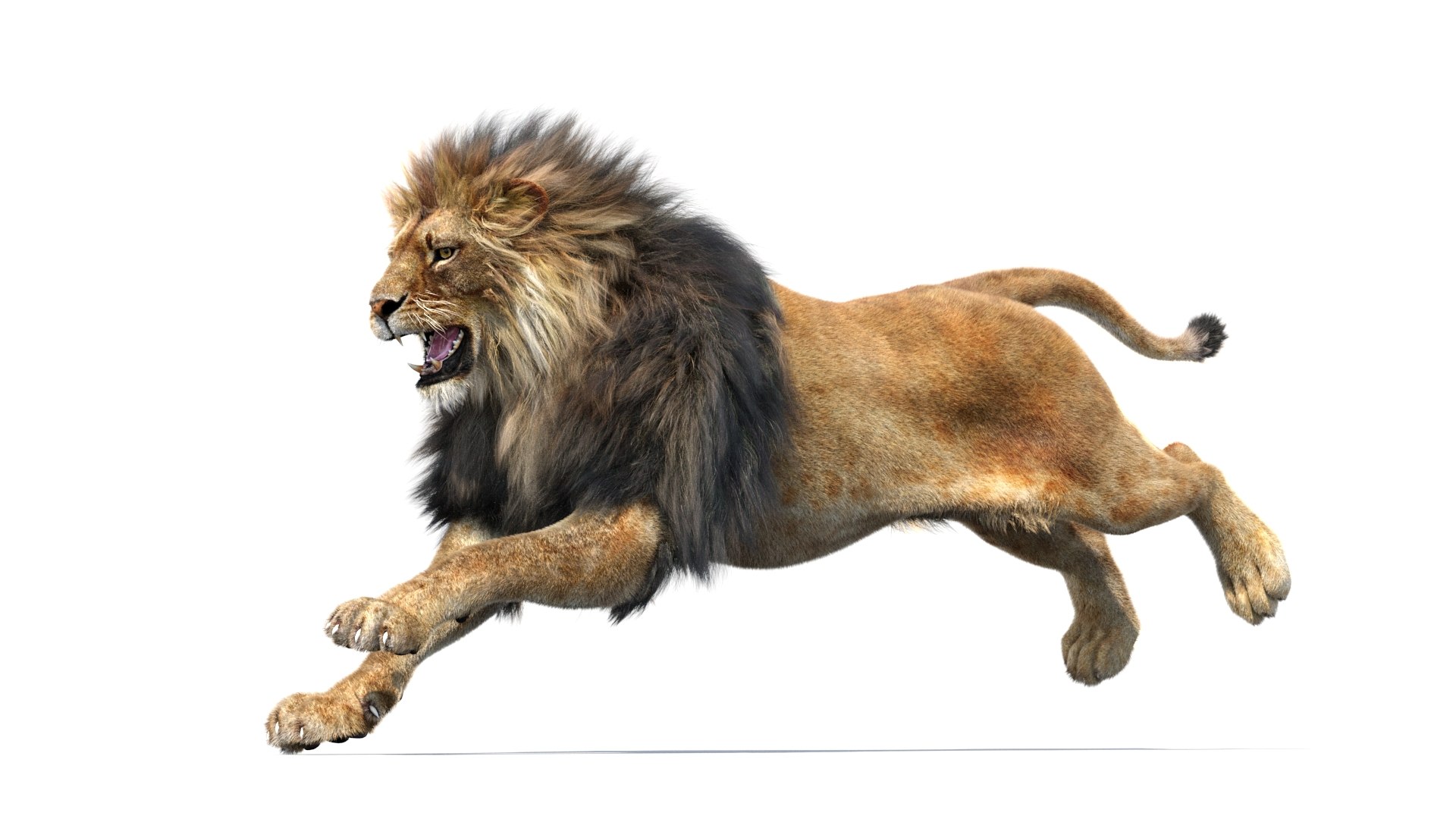 lion 2 fur cat 3d model https://p.turbosquid.com/ts-thumb/xN/rsHCmh/sc/lion3dmodelfurarnold09/jpg/1663166330/1920x1080/fit_q87/3f7ade173a1c57a58447dabee7bf37c959e674c1/lion3dmodelfurarnold09.jpg