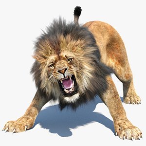 Lion 3D Model Animated Fur