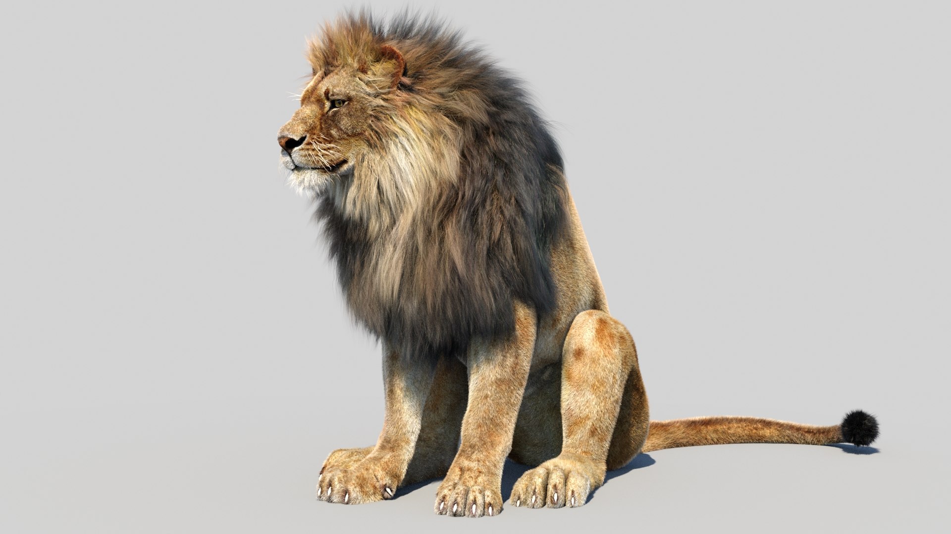 lion 2 fur cat 3d model https://p.turbosquid.com/ts-thumb/xN/rsHCmh/yf/lion3dmodelfurarnold06/jpg/1663136634/1920x1080/fit_q87/5ac85f6d29c3aa156c033e772f984dc9c3f89baa/lion3dmodelfurarnold06.jpg