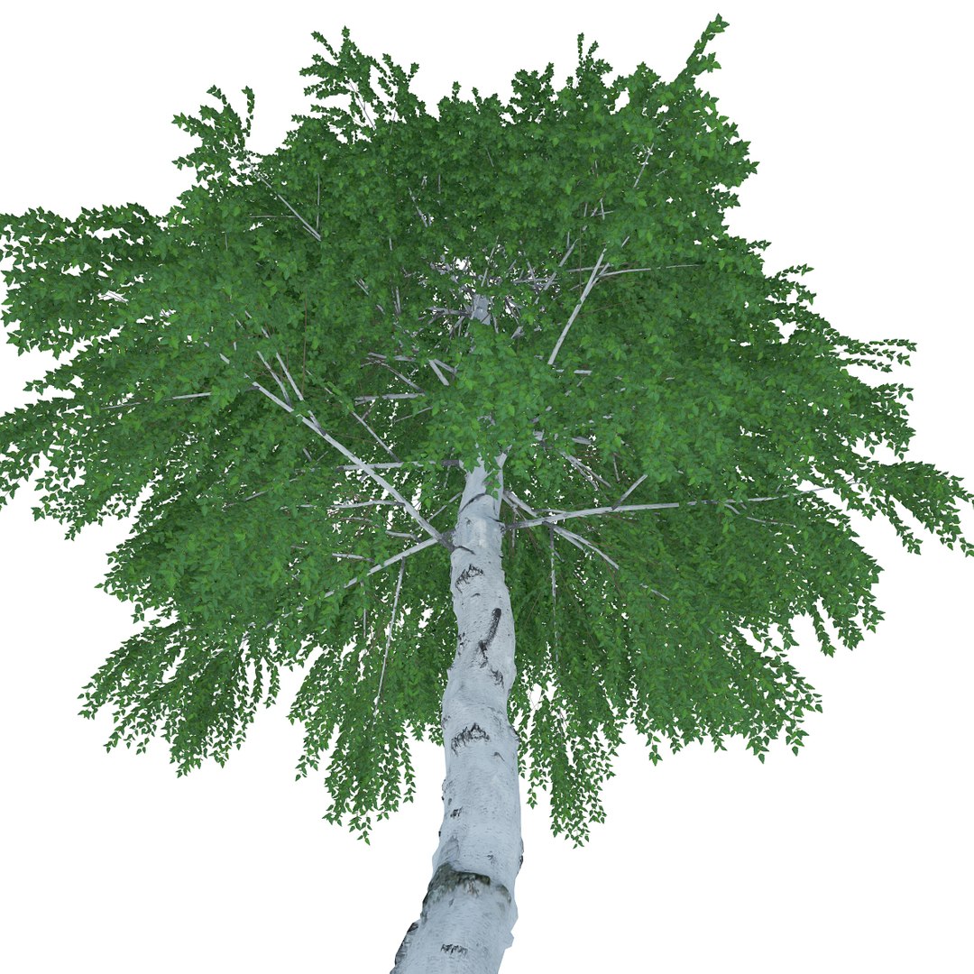 objects 3d model https://p.turbosquid.com/ts-thumb/xO/5e60ak/302RMCWI/birch20metresummerlowquality05/jpg/1409891181/1920x1080/fit_q87/1d5f5096904c1d9a18c1b49b6c954c0641707101/birch20metresummerlowquality05.jpg
