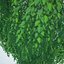 Birch