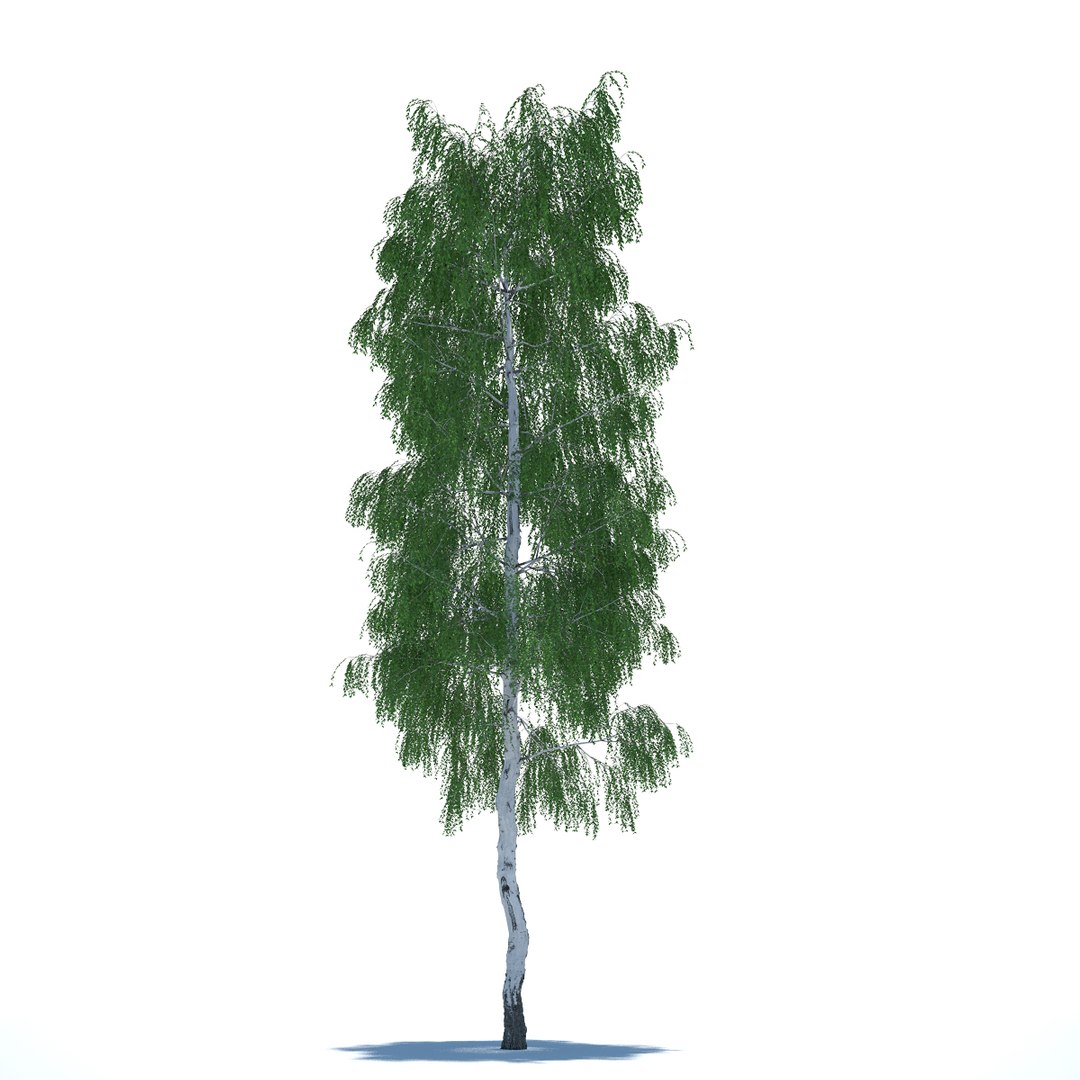 objects 3d model https://p.turbosquid.com/ts-thumb/xO/5e60ak/NJWFybpa/birch20metresummerlowquality02/jpg/1409891181/1920x1080/fit_q87/017960cf1771f8502fb50211a438708499adafa4/birch20metresummerlowquality02.jpg
