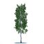 Birch